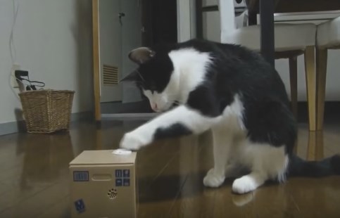 猫動画 笑えるおもしろい猫ちゃんたち